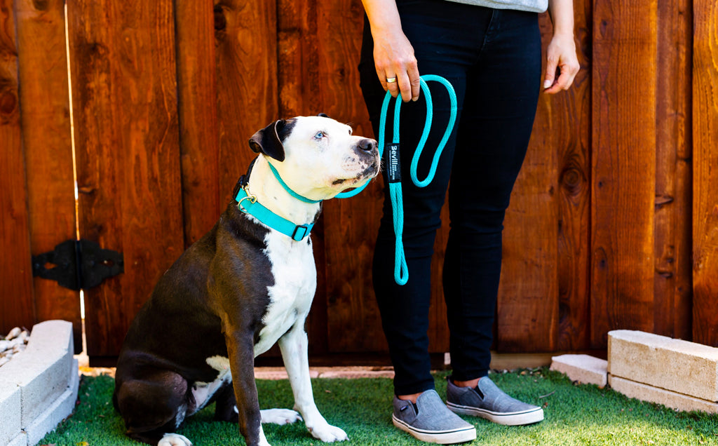 Benefits of Using a Slip Leash on Your Dog: The Gentle and Effective Choice