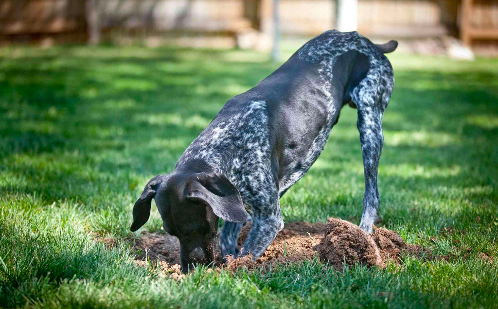 Stop the Digging Habit! A Dog Owner's Guide