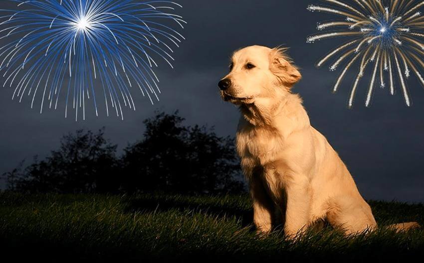 How to Prepare Your Dog For July 4th