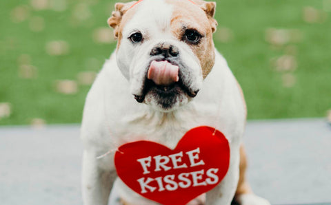 Happy Valentine’s Day – Don’t Forget Your Dog!