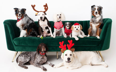 Happy Holidays! - Puppies as Gifts?