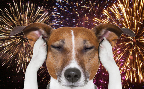 Preparing Your Dog for July 4th Fireworks!