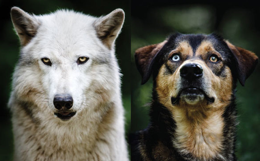 The Remarkable Transformation: How Dogs Evolved from Wolves