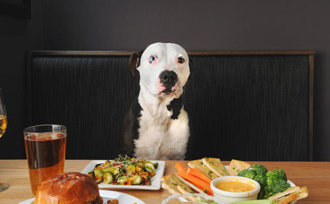 Preparing Your Dog for Thanksgiving: A Dog Behaviorist's Guide