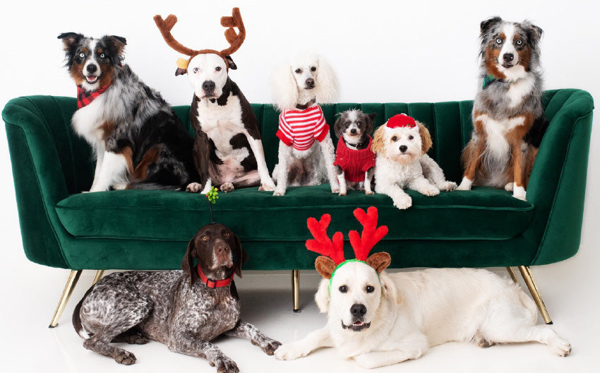 HAPPY HOLIDAYS! – PUPPIES AS GIFTS?