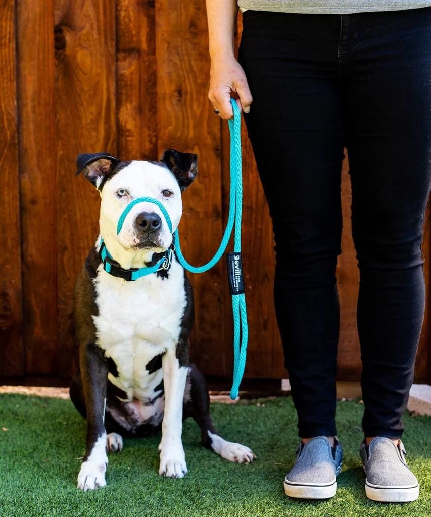 Owner Using Slip Lead Leash on Dog | Bevill Dog Behavior				