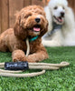 Dogs With Slip Lead Leash | Bevill Dog Behavior				